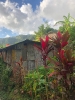 Dominica (2)_1