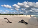 Einsame Strände Barbuda (2)_1