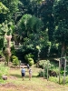 Wanderung auf Dominica (2)_1